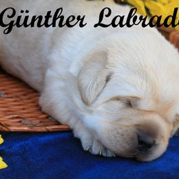 Labrador Retriever Puppies from Günther Labradors