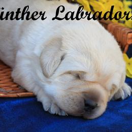 Labrador Retriever Puppies from Günther Labradors