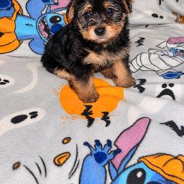 Alfalfa 1500 - Black and tan male Yorkipoo puppy in Gastonia, North Carolina from Banks Dynasty Kennel