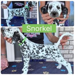 Snorkel - White and black female Dalmatian puppy in Melrose, New Mexico from ECMO Farm Dalmatians & Labrador Retrievers