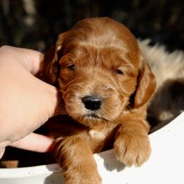 Goldendoodles, Golden Retrievers, and Pomskies from Husky Hill Kennel