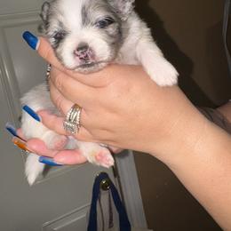 Armani - Black parti male Pomeranian puppy in Illinois from Maribel Poms