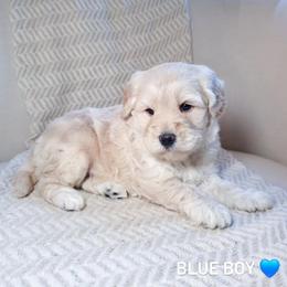 Blue Boy - Cream male Goldendoodle puppy in Rochester, New York from Sandy Creek Doodles
