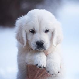 Espresso - Light golden female Golden Retriever puppy in Hagerstown, Maryland from Pinewood Acres Goldens