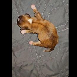 Girl 2 SC - Black sabled fawn female Chihuahua puppy in Meridian, Oklahoma from Crazy Love Kennels