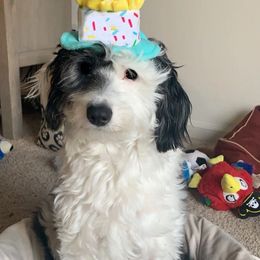 Aussiedoodle Puppies from Ever After Mini Doodles