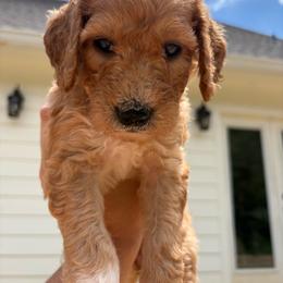 Wendy - Parti female Goldendoodle puppy in Pittsburg, Texas from Peachy Pine Goldendoodles