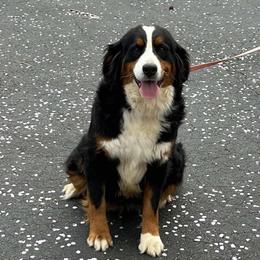 Darcy - Bernese Mountain Dog