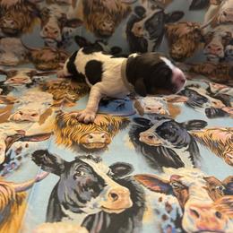 Boy 2 - Tri-Roan male English Springer Spaniel puppy in Braidwood, Illinois from A & R Springers