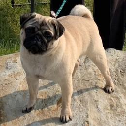 Arvilla - Pug