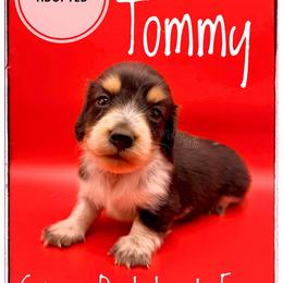 Tommy - Black and cream male Dachshund puppy in Cincinnati, Ohio from Caines Dachshund Farm