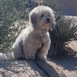 Georgia - Coton de Tulear