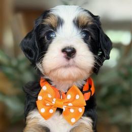 Eve - Tri-color female Bernedoodle puppy in Yuciapa, California from AlltheDoodlez_