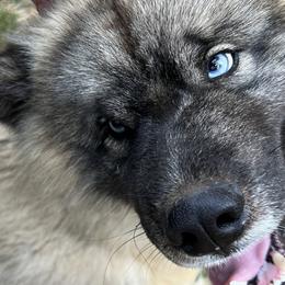 Clyde - Siberian Husky