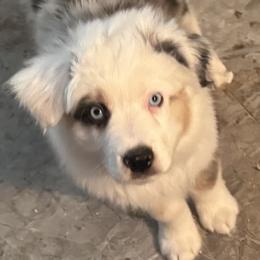 Boy 1 - male Miniature American Shepherd puppy in Estacada, Oregon from Malachi Kennels