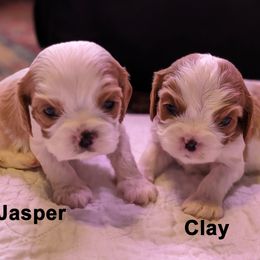 Cavalier King Charles Spaniel Puppies from Poor Ridge Ranch