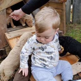 Poodle Puppies from Polly Wally Doodles and Poodles