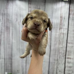 Buster - Cream male Dachshund puppy in Nashville, Arkansas from Cuddles n Curls