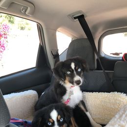 Miniature Australian Shepherd, Shih Tzu, and Toy Australian Shepherd Puppies from River Springs Aussies