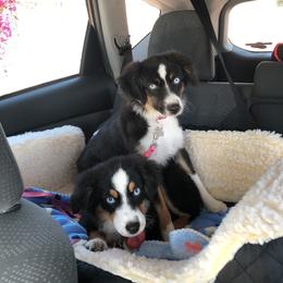 Miniature Australian Shepherd, Shih Tzu, and Toy Australian Shepherd Puppies from River Springs Aussies