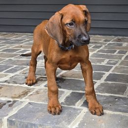 Makana - Rd whtn blk nose male Rhodesian Ridgeback puppy in Gaffney, South Carolina from Circle D Farms