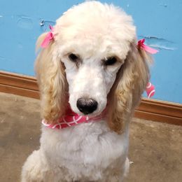 Dolly - Poodle