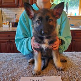 Purple Girl - Gray sable female Shiloh Shepherd puppy in Caneadea, New York from Strauss Haus Shepherds