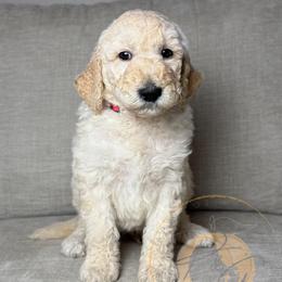 Good Pop (red collar) - Apricot male Goldendoodle puppy in Murrieta, California from Apricot Poodles & Goldendoodles, LLC