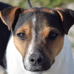 Shooter - Jack Russell Terrier