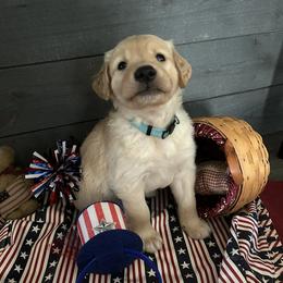 Golden Retriever Puppies from Golden paws of Hope