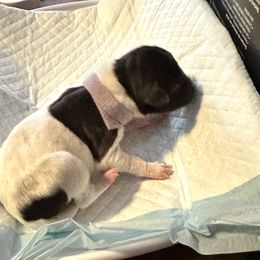 German Shorthaired Pointer Puppies from Mill Creek GSP