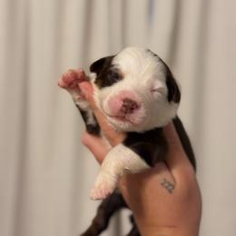 Apollo AKC - Red tri-color male Australian Shepherd puppy in Polk City, Florida from Skaky Shepherds