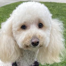 Poodles from Cristina Martinez