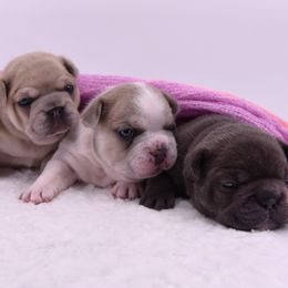 French Bulldog Puppies from Bullish Pride