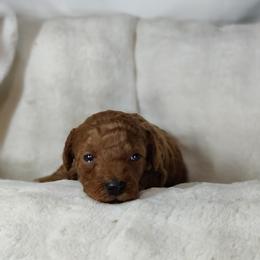 Boy 4 - male Poodle puppy in Westfield, North Carolina from Legacy Pets