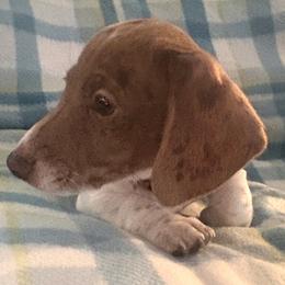 Dachshund Puppies from Treasure Valley Dachshunds