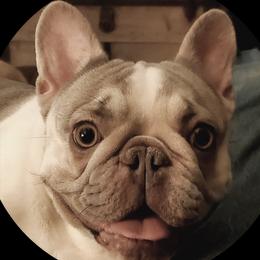 Cookie - French Bulldog
