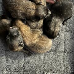 Mahogany girl 2 - Mahogany and black female Belgian Tervuren puppy in Hastings, Minnesota from Century Hills Farm