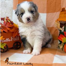 Painted Lady - Blue merle female Australian Shepherd puppy in Jonesborough, Tennessee from Lotus Australian Shepherds