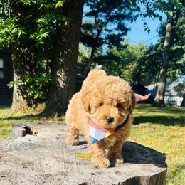 Goose - Apricot male Goldendoodle puppy in Kingfisher, Oklahoma from Perdue Puppies