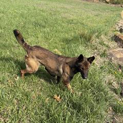 Shimmy - Belgian Malinois