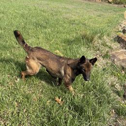 Shimmy - Belgian Malinois