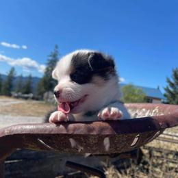 Pembroke Welsh Corgi Puppies from Top-Notch Paws