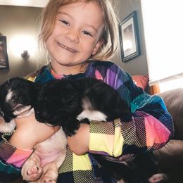 Newfoundland and Shih Tzu Puppies from Grand Meadow Newfoundlands