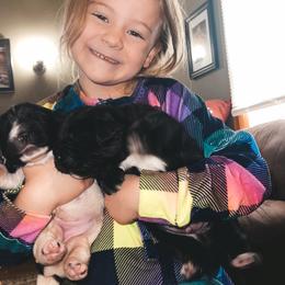 Newfoundland and Shih Tzu Puppies from Grand Meadow Newfoundlands
