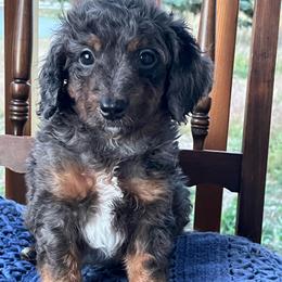 Stanley - Brown and white male Bernedoodle puppy in Caldwell, Idaho from Treasure Valley Poodles