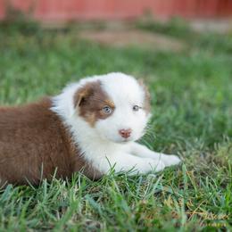 Hanna - Red Tri Female - Red tri-color female Australian Shepherd puppy in Red Bud, Illinois from Authentic Aussies