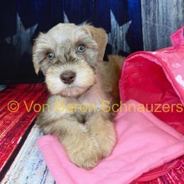 Mirage AKC Rare 3,600 - Liver female Miniature Schnauzer puppy in Dayton, Texas from Von Baron Schnauzers