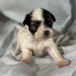 Puff girl - White female Chinese Crested puppy in Rockvale, Tennessee from Cosmic Chinese Cresteds & Wind-Echo Poodles