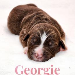 Georgie - Red tri female Miniature Australian Shepherd puppy in Mc Alester, Oklahoma from Angel's Aussies